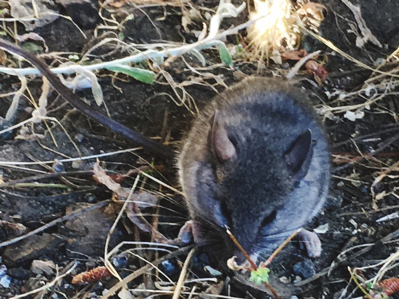 mammal, field, forest, close-up, grass, nature, day, outdoors, no people, animal head, plant, twig, animal body part, focus on foreground, ground, animal, portrait