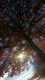 Low angle view of trees