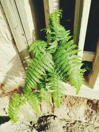 Plant growing on a wall