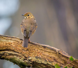 Close-up of bird perching on tree