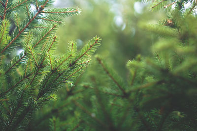 Close-up of pine tree