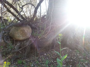 Sun shining through trees