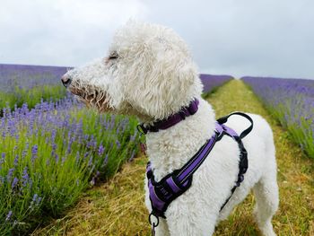 Dog standing on grassy field