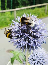 Close-up of bee on purple flower