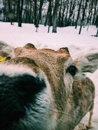 Close-up of horse on snow field