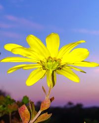 Close-up of yellow flower blooming against sky