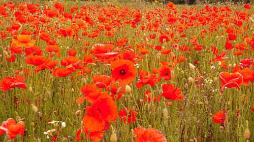 Close-up of red poppy flowers on field