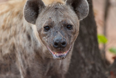 Close-up portrait of lion