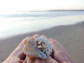 Close-up of hand holding seashell on beach