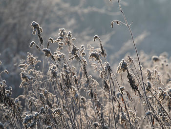 Close-up of dry plants on field during winter