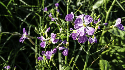 Close-up of purple flowers