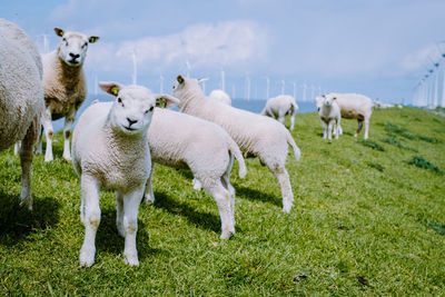 Sheep in a field