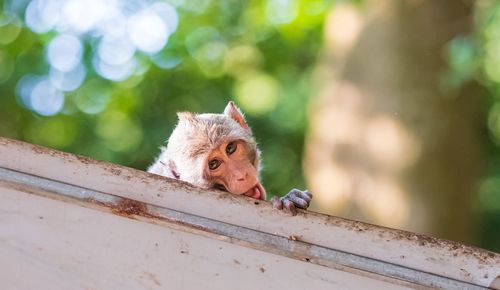 Close-up portrait of a monkey