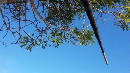 Low angle view of tree against clear blue sky