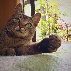 Portrait of cat lying on sofa