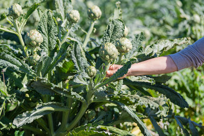 Close-up of hand holding plant