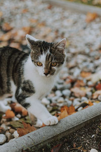Close-up portrait of cat relaxing outdoors