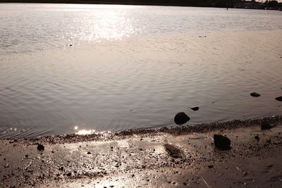 High angle view of birds on beach