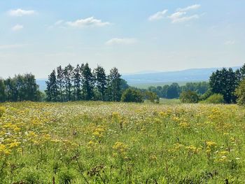 Scenic view of field against sky