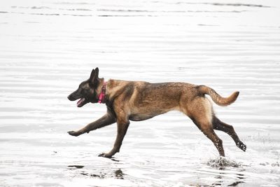 Dog running on beach