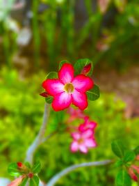 Close-up of pink flowers blooming outdoors
