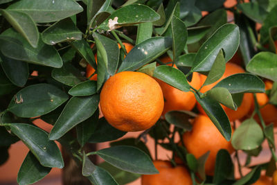 Close-up of orange fruits on tree