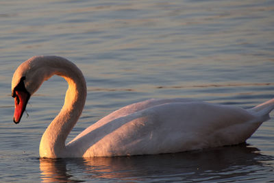 Swan swimming in lake