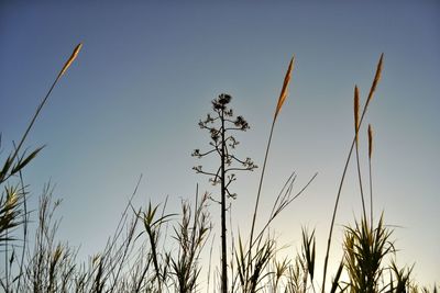 Low angle view of plants against clear blue sky