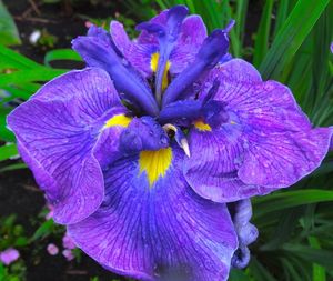 Close-up of purple flowers