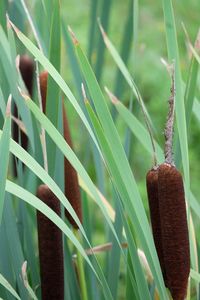 Close-up of fresh green grass