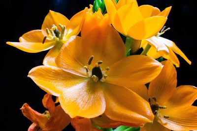 Close-up of yellow flower