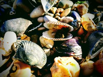 Close-up of seashells on beach