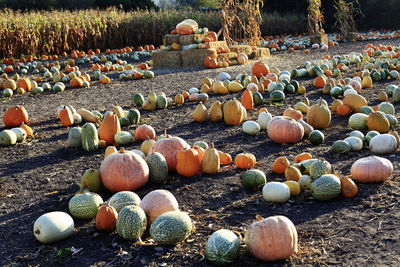 Various pumpkins on field