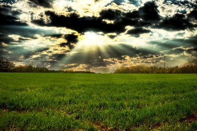 Scenic view of grassy field against sky