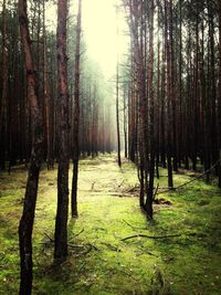 Trees in forest