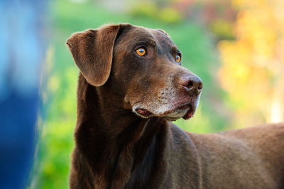 Close-up of a dog looking away