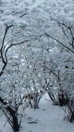 Close-up of frozen tree