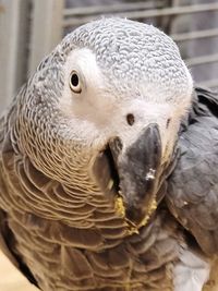 Close-up portrait of eagle