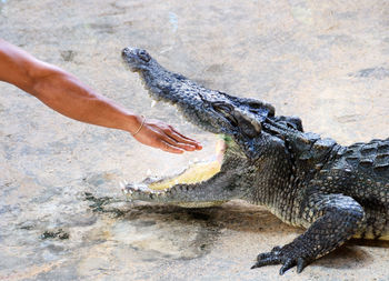 Cropped image of man putting hand in alligators mouth