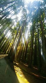 Trees growing in forest against sky