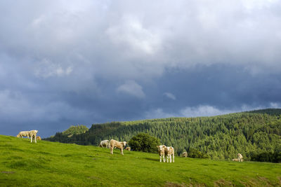 Cattle grazing in the field in snowdonia, north wales, uk
