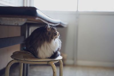 Dog sitting on chair at home