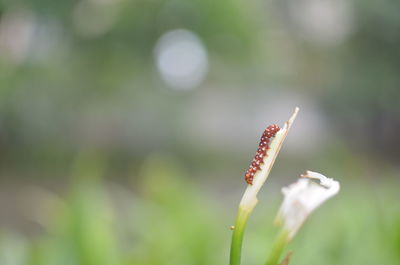 Close-up of red flower bud growing outdoors