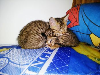 Cat sleeping on carpet