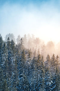 Pine trees in forest against sky during winter