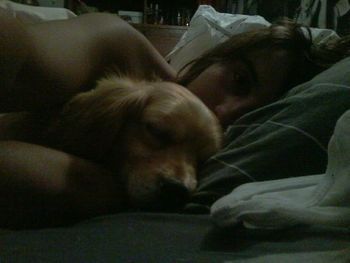 domestic animals