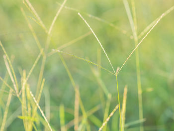 Close-up of grass growing on field