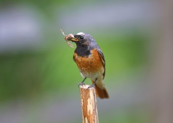 Close-up of bird perching on wood