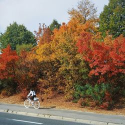 View of road with trees in background