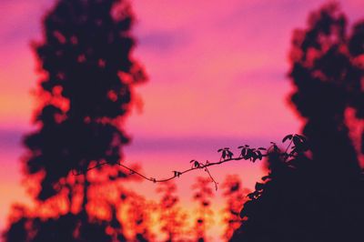 Close-up of silhouette plant against sky at sunset